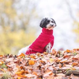 Trixie Strikpullover Trøje Til Hunden Design Norwood Rød